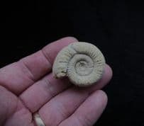 Choffatia  with constrictions!