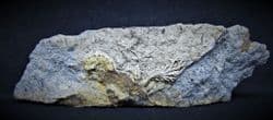 Chondrites Feeding trail of ramifying branches
