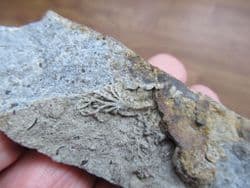 Chondrites Feeding trail of ramifying branches
