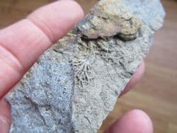 Chondrites Feeding trail of ramifying branches