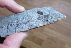 Chondrites Feeding trail of ramifying branches