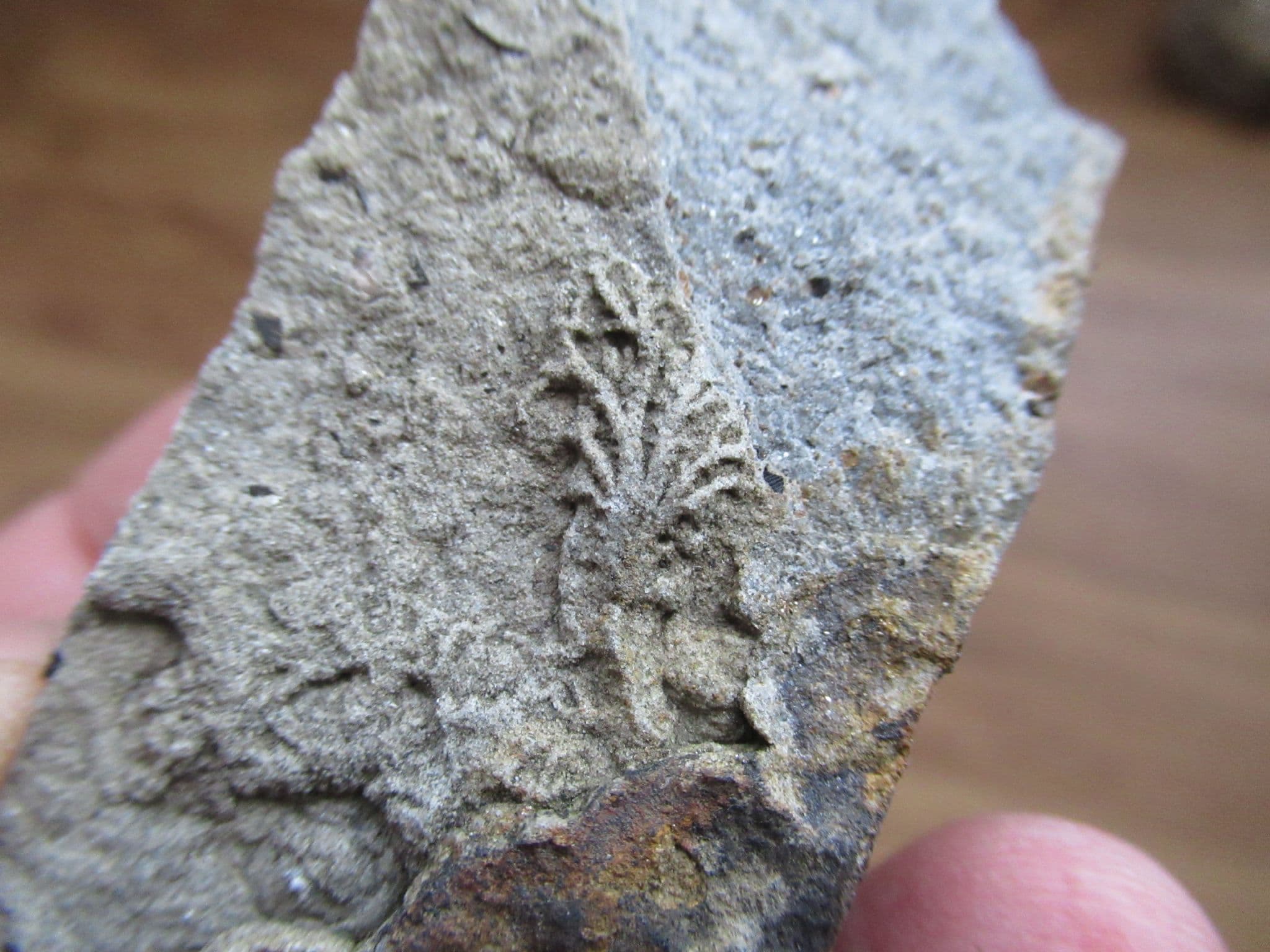 Chondrites Feeding trail of ramifying branches