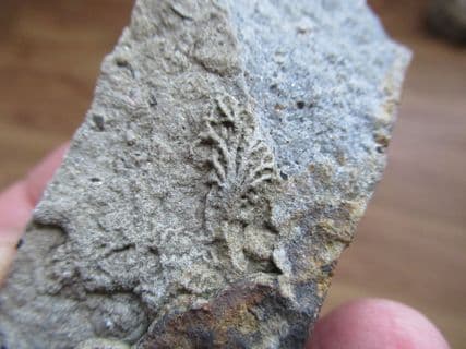 Chondrites Feeding trail of ramifying branches