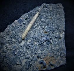 Cidarid  spine