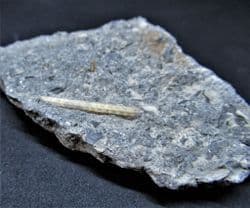 Cidarid  spine