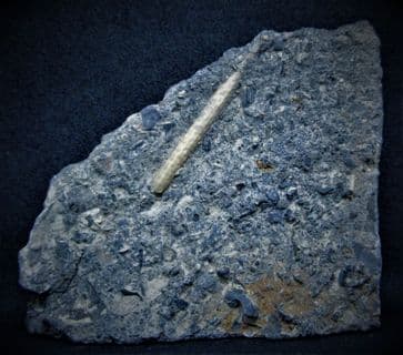 Cidarid  spine