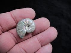 Cleoniceras madagascariense (Collignon 1949)