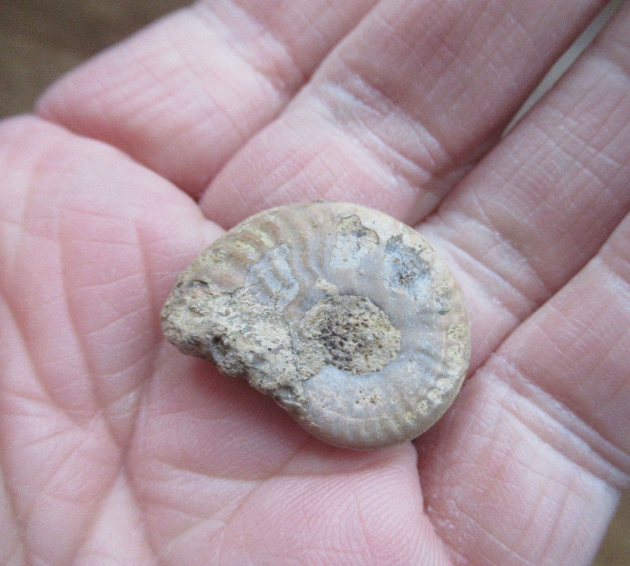 Cleviceras microconch