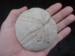 Clypeus Ploti 