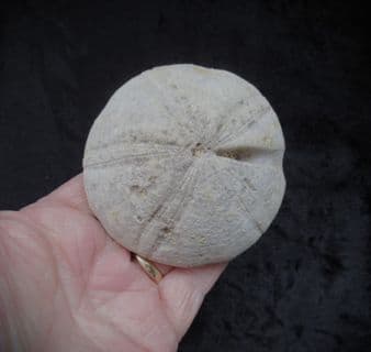 Clypeus Ploti