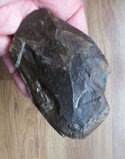 Cnemidopyge nuda nuda (Murchison)