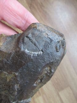 Cnemidopyge nuda nuda (Murchison)