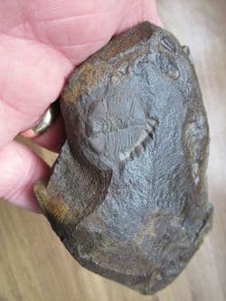 Cnemidopyge nuda nuda (Murchison)