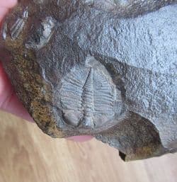 Cnemidopyge nuda nuda (Murchison)