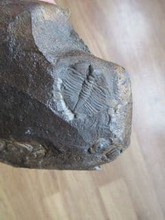 Cnemidopyge nuda nuda (Murchison)