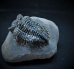 Coltraneia oufatensis Beautiful preservation