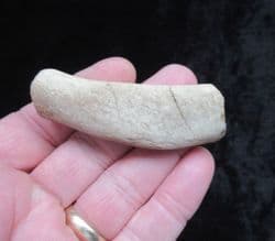 Colymbosaurus rib from Oxfordshire