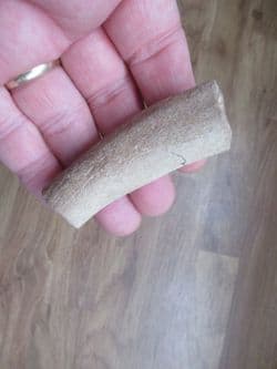 Colymbosaurus rib from Oxfordshire