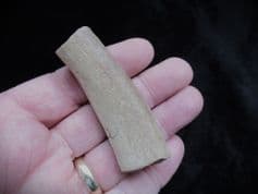 Colymbosaurus rib from Oxfordshire