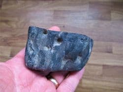 Conifera from Shanklin beach