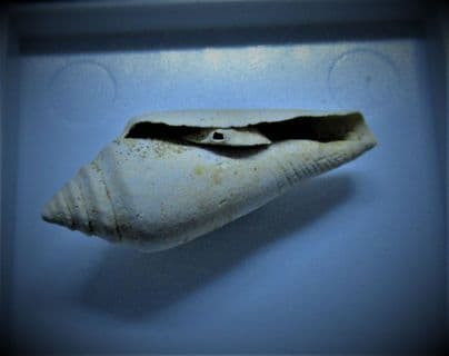 Conus dujardini from France