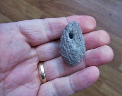 Coprolite from Blockley