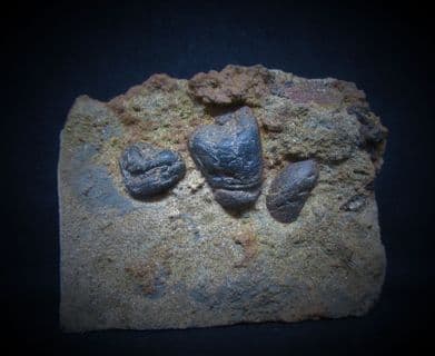 Coprolites from the Rhaetic