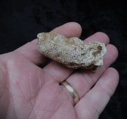 Corynella foraminosa large Cretaceous sponge