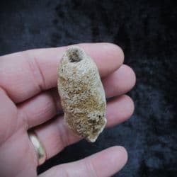 Corynella foraminosa large Cretaceous sponge