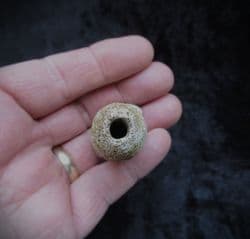 Corynella foraminosa large Cretaceous sponge