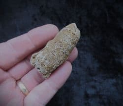 Corynella foraminosa large Cretaceous sponge