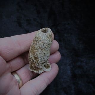 Corynella foraminosa large Cretaceous sponge