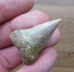 Cosmopolitodus  hastalis Mako shark tooth