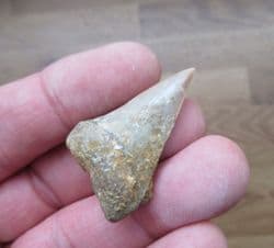 Cosmopolitodus  hastalis Mako shark tooth