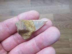 Cosmopolitodus  hastalis Mako shark tooth