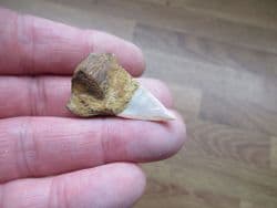 Cosmopolitodus  hastalis Mako shark tooth