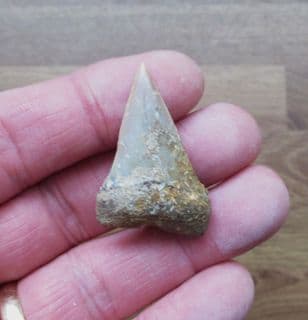 Cosmopolitodus hastalis Mako shark tooth