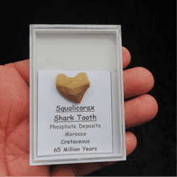 Cretaceous Crow shark tooth !