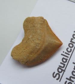 Cretaceous Crow shark tooth !