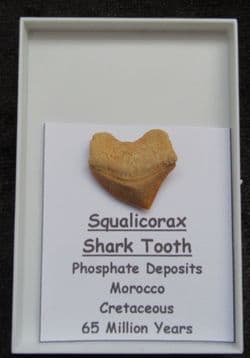 Cretaceous Crow shark tooth !