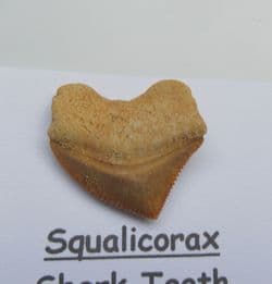 Cretaceous Crow shark tooth !