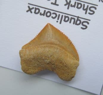 Cretaceous Crow shark tooth !
