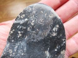 Crinoid Debris from Weston super mare