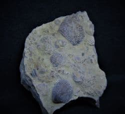 Crinoid plate and Brachiopod