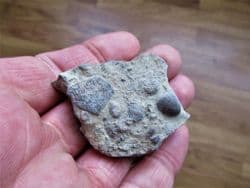 Crinoid plate and Brachiopod