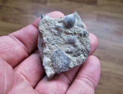 Crinoid plate and Brachiopod