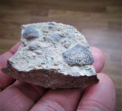 Crinoid plate and Brachiopod