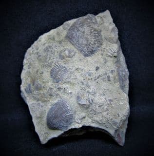 Crinoid plate and Brachiopod