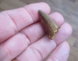 Crocodile tooth from the Cretaceous