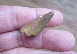 Crocodile tooth from the Cretaceous